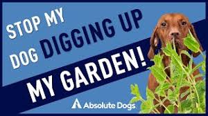 We did not find results for: Stop My Dog Digging Up My Garden Youtube