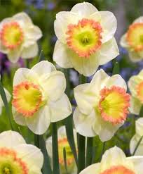 Narcissus Martha Stewart Pink Large Cupped Narcissi Narcissi Flower Bulb Index Bulb Flowers Daffodil Flower Narcissus Flower
