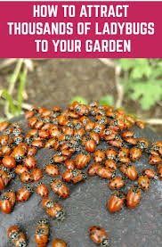 For home use, 1,500 is usually enough for one application in a small greenhouse or garden. How To Attract Thousands Of Ladybugs To Your Garden Keep Them There Ladybug Garden Garden Insects Garden Companion Planting