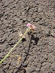 Image result for Desmodium tortuosum