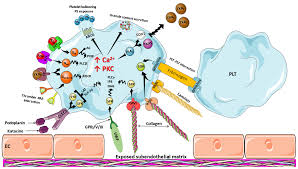 Image result for Platelet Function Closure Time