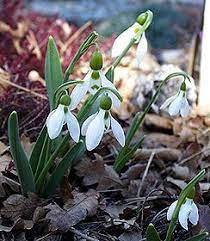 Snowdrop Fall Plants Plants Spring Plants