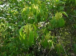 Image result for Excoecaria bussei