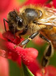 This program addresses honey bee health issues in ontario. Willis Pest Control Bee Control Experts Based In West Midlands
