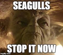 Terminator dark fate fan art poster $. I Said Seagulls Mmgh Stop It Now Imgflip