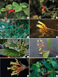 Image result for Manettia