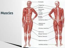 Ahtletic muscle man shoulder pain. The Muscular System Mr Julian S 5 Th Grade Class Ppt Download