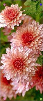 Youtube Facebook Chrysanthemum Flower Mums Flowers Beautiful Flowers