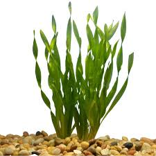 Image result for Vallisneria