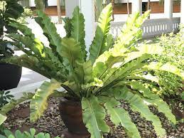 It's botanical name is asplenium nidus, and there are several bird's nest ferns grow best in medium to low indirect light. Bird Nest Fern Problems Identification Tips Control