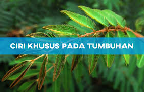 Maybe you would like to learn more about one of these? 12 Ciri Khusus Pada Tumbuhan Dan Fungsinya Habibullah Al Faruq