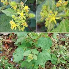 Image result for Triumfetta pentandra