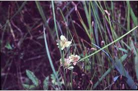 Image result for Cyperus pseudoleptocladus