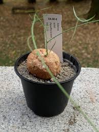 Image result for Adenia kirkii