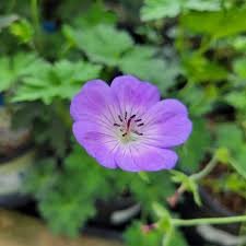 Image result for Geranium