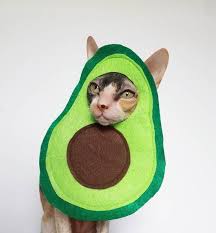 Avocado Avocato Cat And Small Pet Costume In Soft Green Etsy Small Pet Costumes Pet Halloween Costumes Pet Costumes