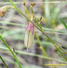 Image result for Crotalaria eremicola