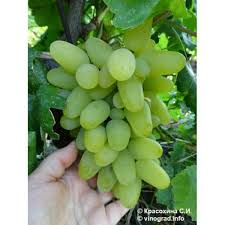 Apa saja 5 macam tes & jenis buta warna, anda yang mana? Jual Bibit Anggur Harold Buah Warna Hijau Manis Di Lapak Adelia Bibit Murah Bukalapak
