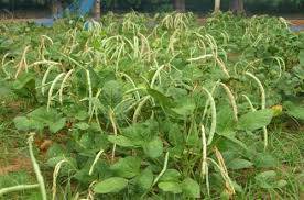 Tanaman kacang panjang tumbuh dengan baik pada tanah gembur, subur, lempung berpasir dan banyak mengandung unsur hara. 8 Cara Paling Mudah Menanam Kacang Hijau Dengan Benar