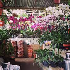 Selera tom yam shahirah seafood reviews 22. Sungai Buloh Orchid Nursery Gift Card Kampung Melayu Batu 13 10 Giftly