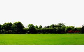 العشب الأخضر الخلفية green grass background grass background grass clipart