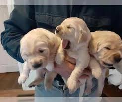 Zoey had our first litter after we moved into our first house in saratoga ny. Puppyfinder Com Golden Retriever Puppies Puppies For Sale Near Me In New Hampshire Usa Page 1 Displays 10