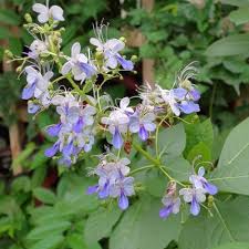 Image result for Rotheca myricoides