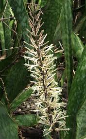 Image result for Sansevieria hyacinthoides