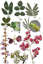 Image result for Microcharis latifolia
