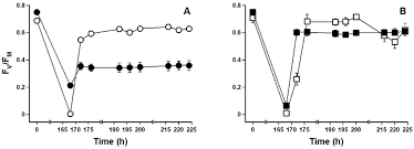 Image result for Crepidomanes inopinatum