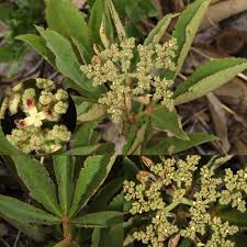 Image result for Kotschya strobilantha