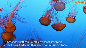 Nach einem biss kann der tod bereits nach 45 minuten eintreten. 250 Tote Durch Einen Biss Die Gefahrlichsten Tiere Der Welt Wetter Com