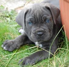 Black Blue Cane Corso Puppies For Sale Puppies Telesto Cane Corso Cane Corso Puppies Cane Corso Puppies