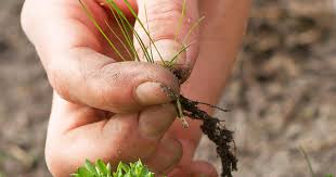 Serious gardener and chef show you how to have a weed free organic vegetable garden…we hope! Eliminate Weeds In Your Vegetable Plot Lovethegarden