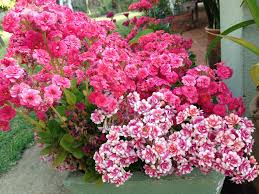 Kalanchoe Blossfeldiana Calandiva World Of Succulents Kalanchoe Blossfeldiana Flower Pot Design Blooming Succulents