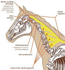If the horse's head is too high, the first vertebrae locks and they can't flex left or right. The Equine Neck Horse Journals