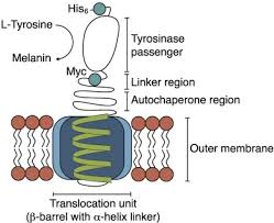 Bienvenidos a mi ficha mi nombre es aida, no tengo demasiada experiencia en sesiones fotográficas pero me encantaría seguir formándome dentro de este mundo. Molecular Optimization Of Autotransporter Based Tyrosinase Surface Display Sciencedirect