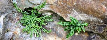 Image result for Asplenium aethiopicum