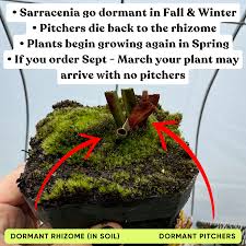 Image result for Rotheca aurantiaca