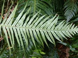 Image result for Blechnum attenuatum
