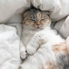 Sleeping Kitty Cats Cute Animals Cat Aesthetic