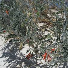 Image result for Lessertia pauciflora