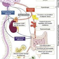 Through its many parts, the nervous system monitors conditions both within and outside the body. Graphical Illustration Of Main Top Down Central Nervous System Cns Download Scientific Diagram