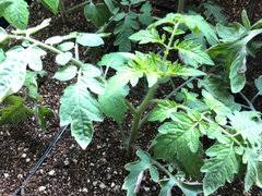 Quick to germinate and grow, tomato seeds are best sown indoors about six weeks before your average last frost date. Over Fertilized Tomato Plants Help On What To Do