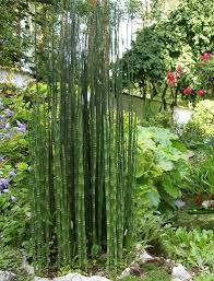 Gartengerechter Schachtelhalm Equisetum Equisetum Hyemale Var Japonicum Equisetum Garten Architectural Plants Backyard Grass Landscaping Outdoor Plants