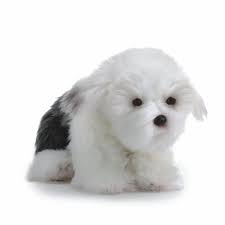 Lifelike English Sheepdog Stuffed Animal Nat Jules Dog Stuffed Animal Plush Dog Animals