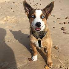 Border Collie Pup Dumped In Bin Now Lives Life Of Luxury With New Family Rspca South Australia
