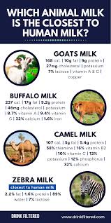 Desert farms does sell a pasteurized version, too. Can Milk From Goats Buffalos Camels Rival Cow Milk
