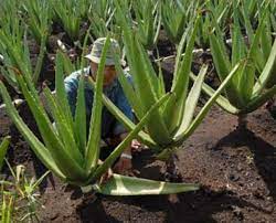 Selain membersihkan, manfaat herbal aloe bodywash juga bisa memberikan sensasi segar dan rasa tenang bagi tubuh. Gel Lidah Buaya Untuk Gel Rambut Pria Dan Manfaat Lainnya Gaya Tempo Co
