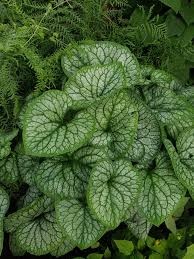 Image result for Pyrostria bibracteata